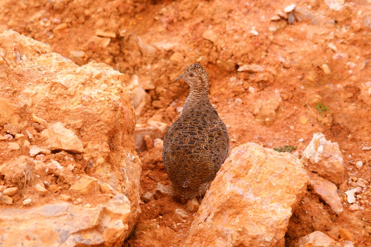 Tinamou orné - ML643093640