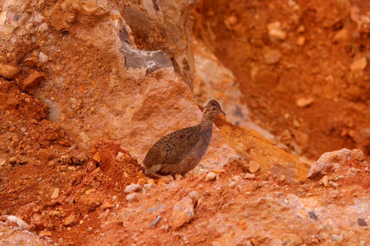 Tinamou orné - ML643093644