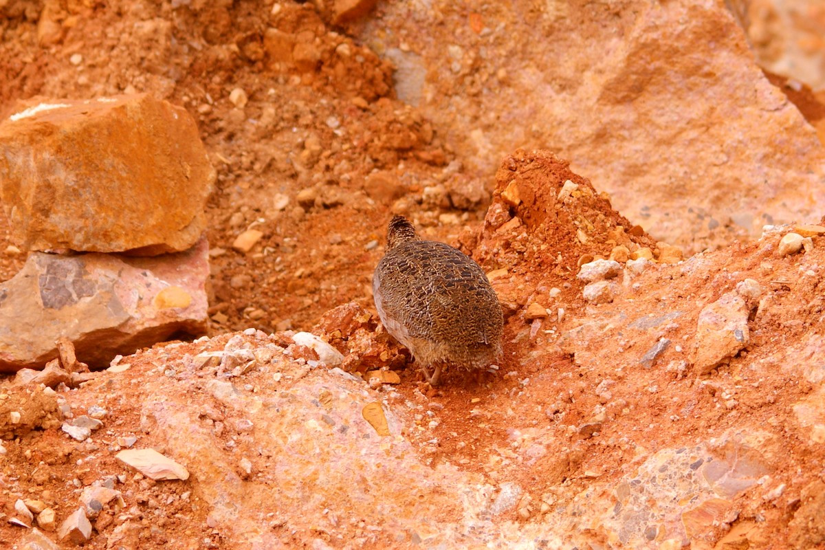 Tinamou orné - ML643093645