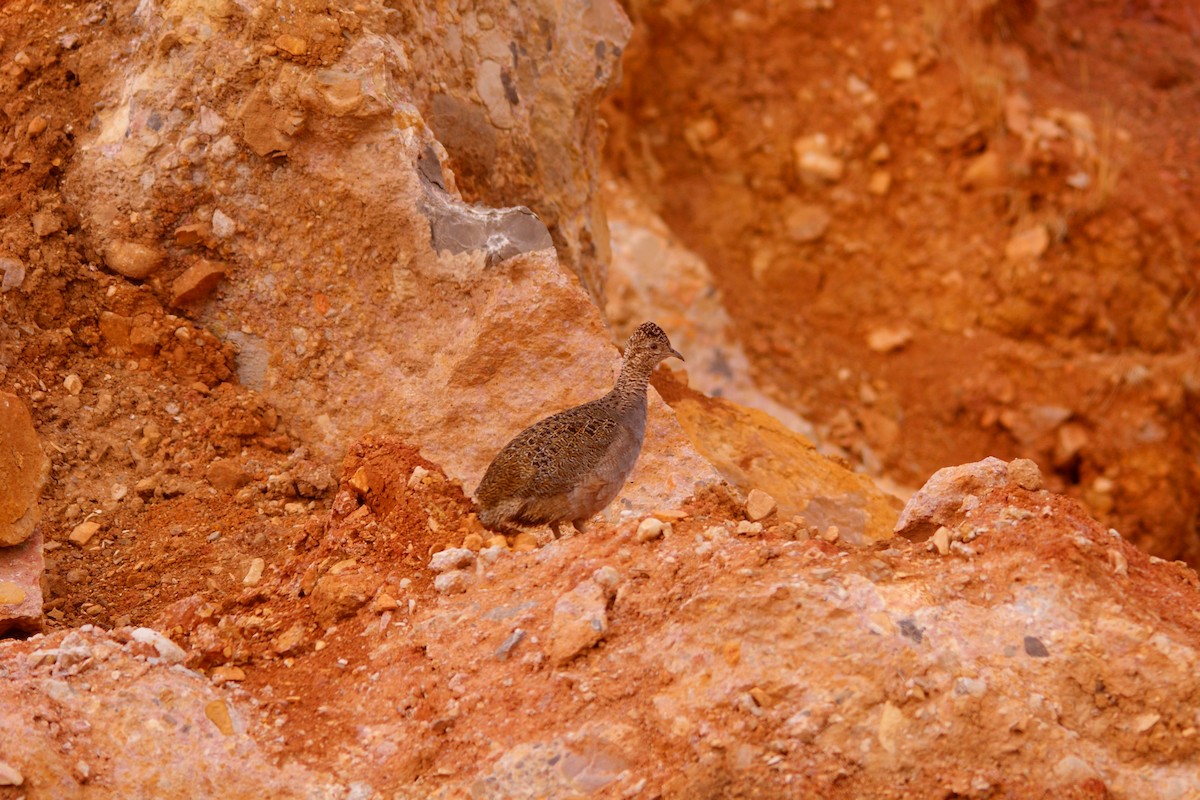 Tinamou orné - ML643093646