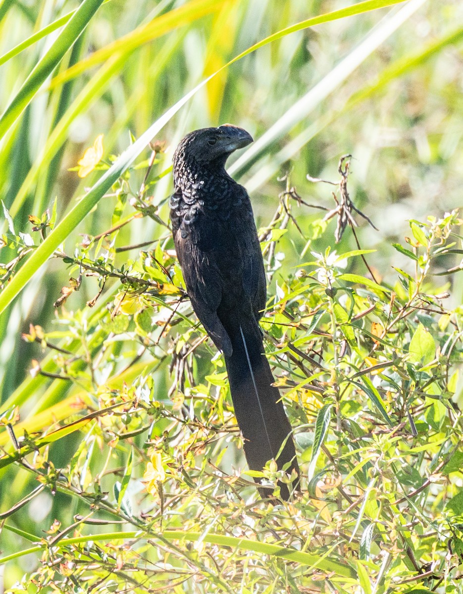 Smooth-billed Ani - ML643093654