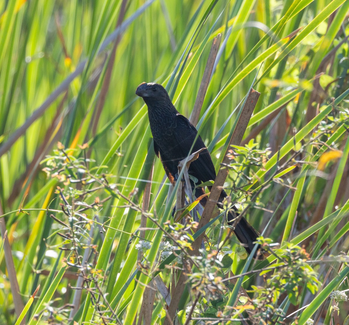 Smooth-billed Ani - ML643093655
