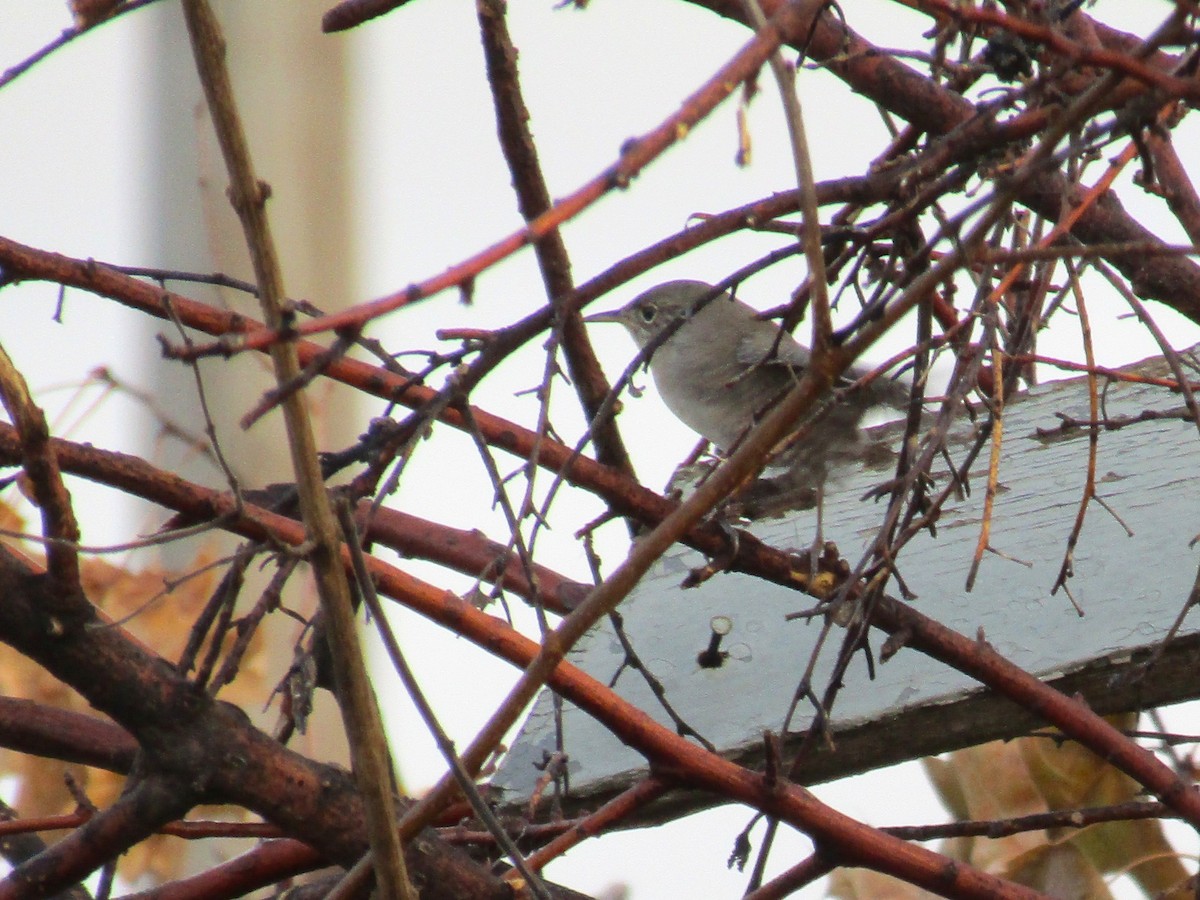 Northern House Wren - ML643093656