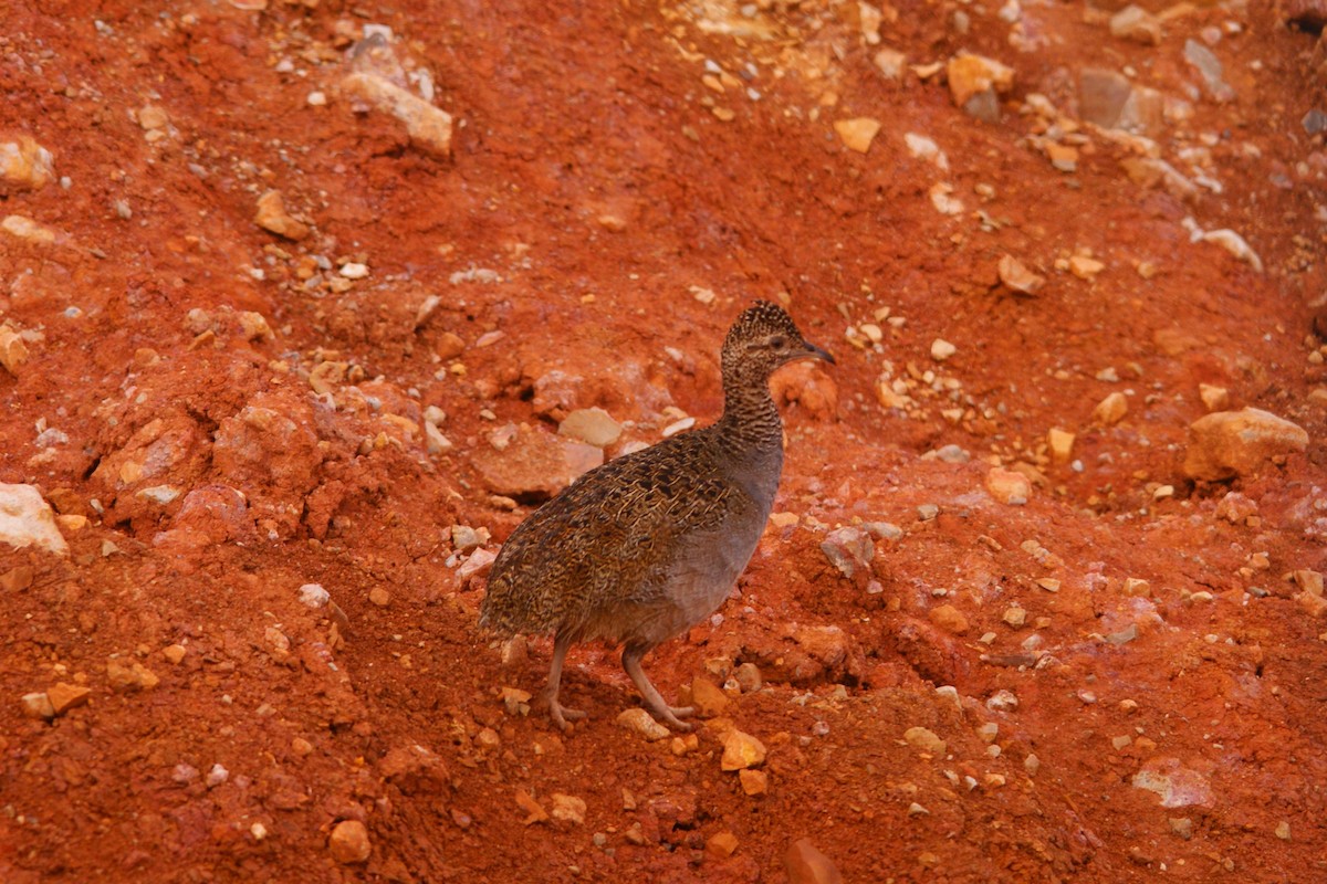 Tinamou orné - ML643093658