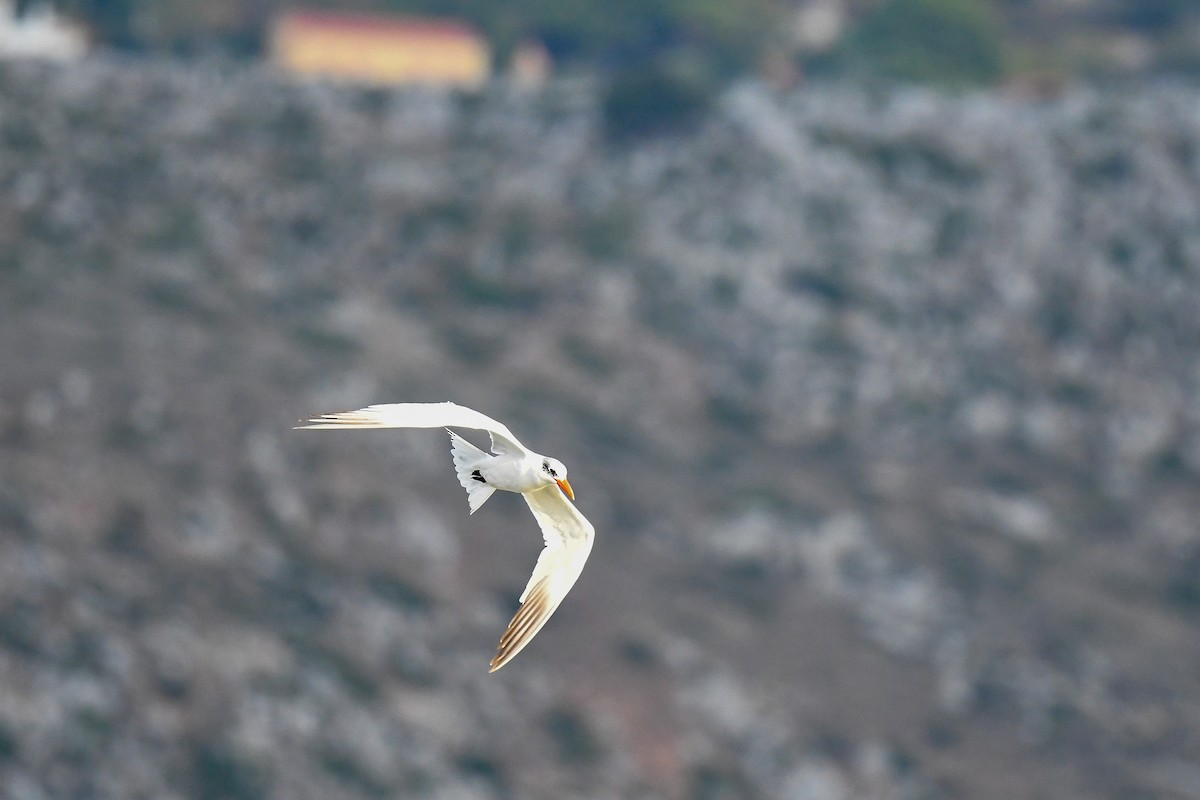 Caspian Tern - ML643093661