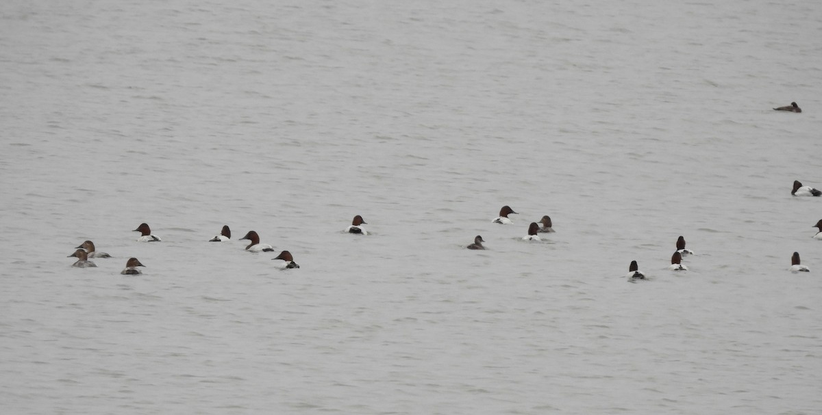 Canvasback - ML643093662