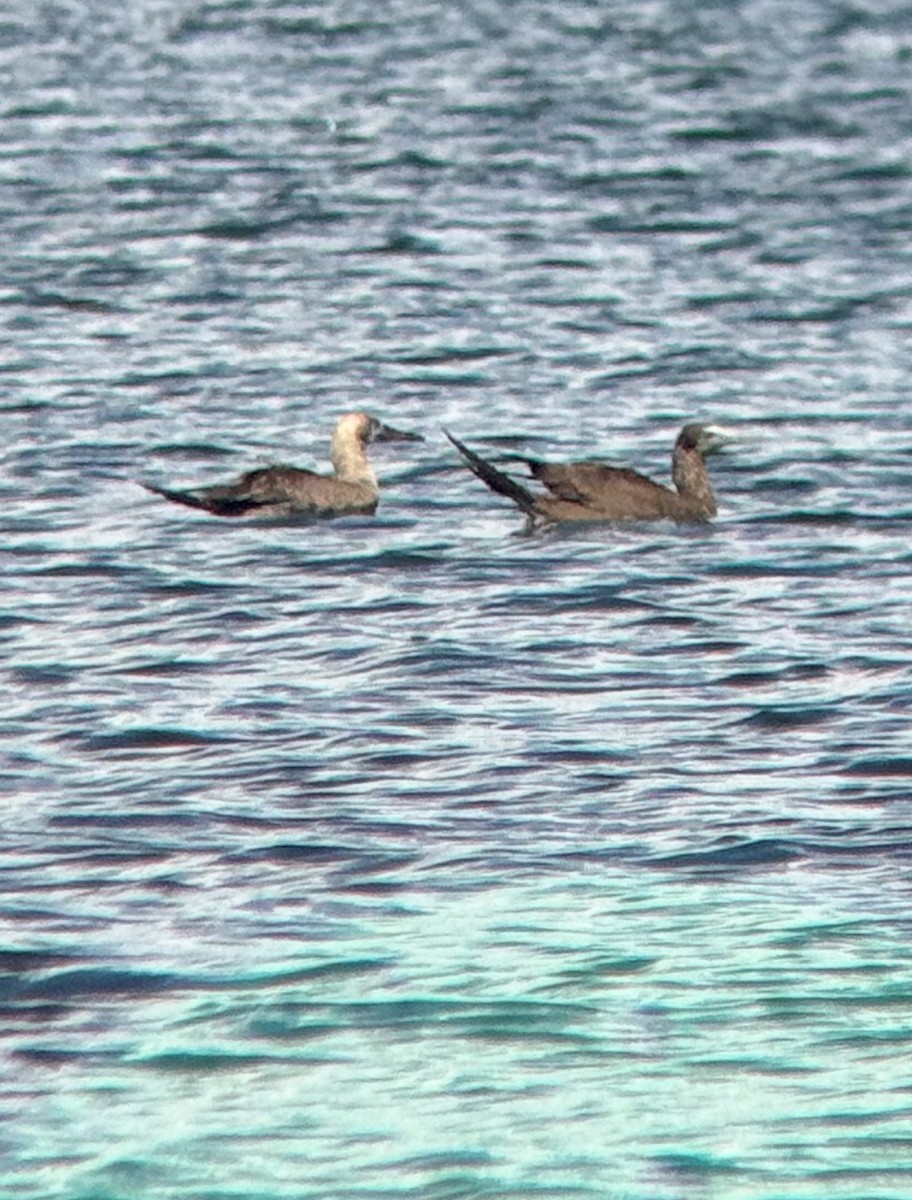 Red-footed Booby - ML643093665