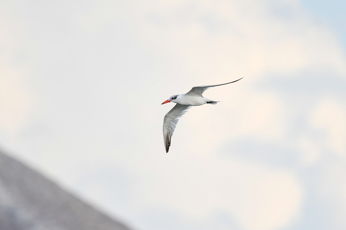 Caspian Tern - ML643093671