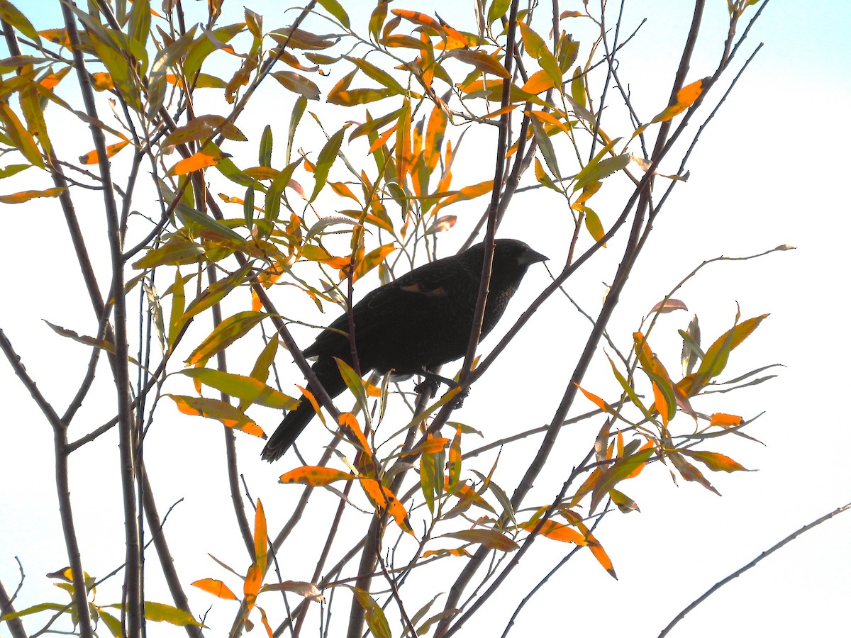 Red-winged Blackbird - ML643093702