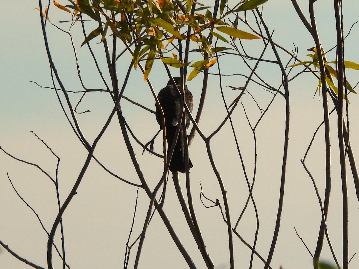 Red-winged Blackbird - ML643093708