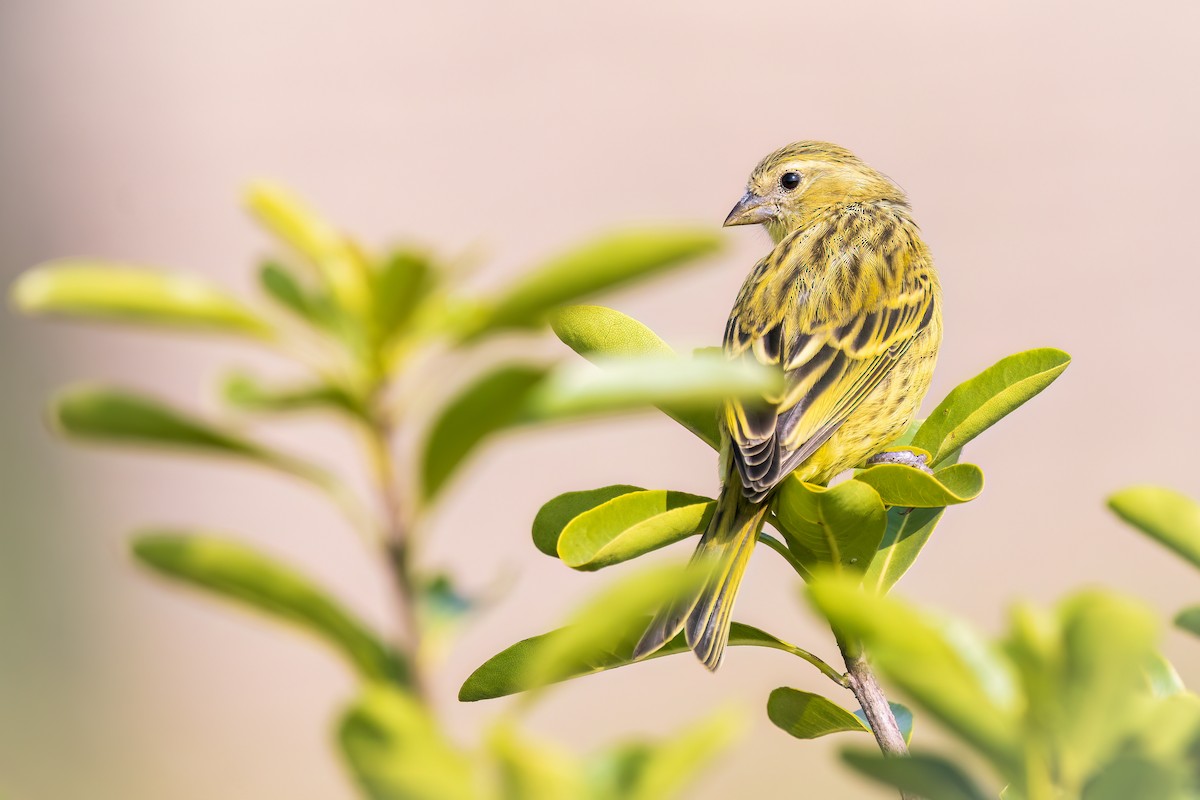 African Citril - ML643093709