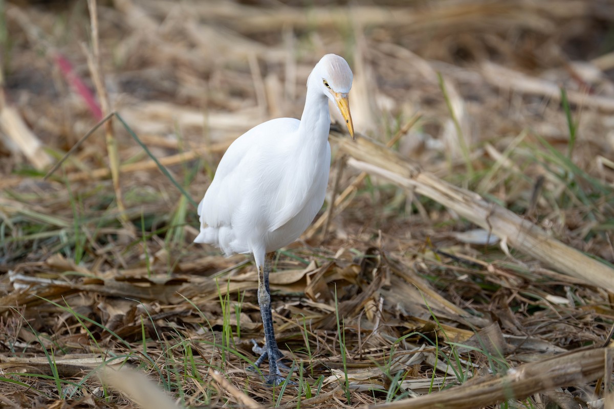 Western Cattle-Egret - ML643093710