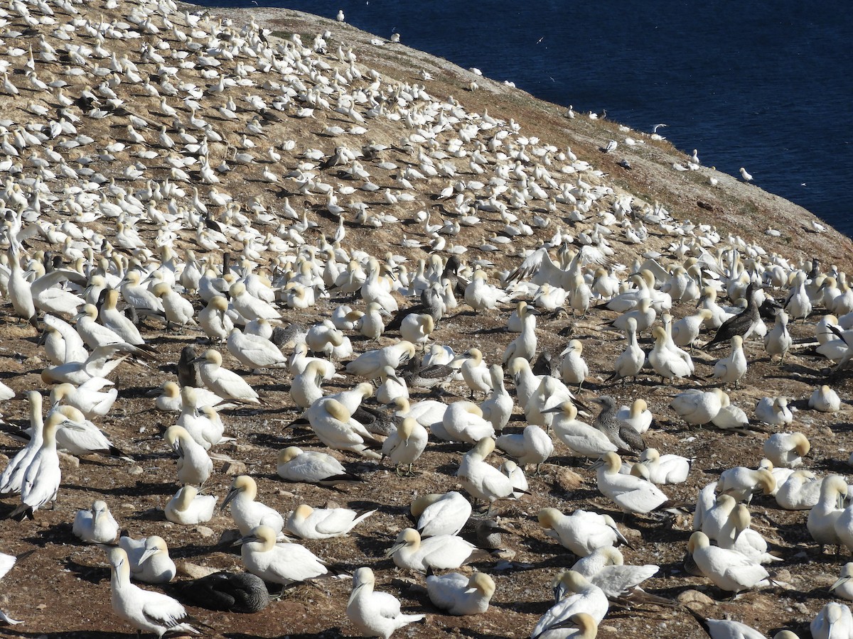 Northern Gannet - ML643093721