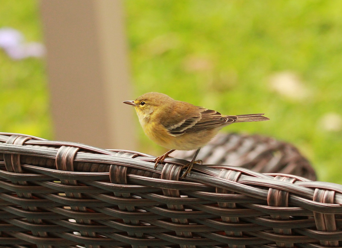 Pine Warbler - ML643093723