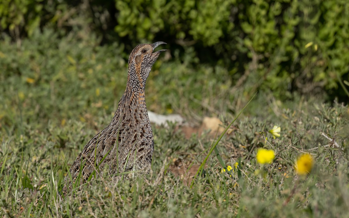 Gray-winged Francolin - ML643093724