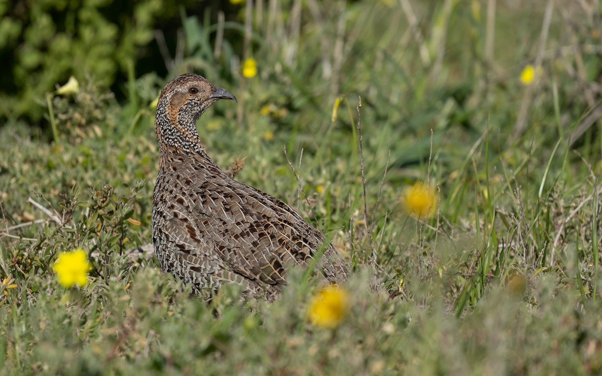 Gray-winged Francolin - ML643093725