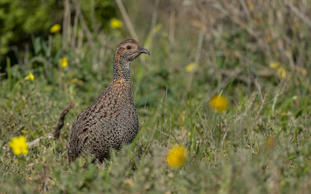 Gray-winged Francolin - ML643093726