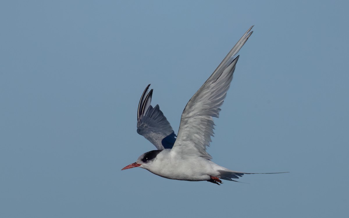 Antarctic Tern - ML643093754