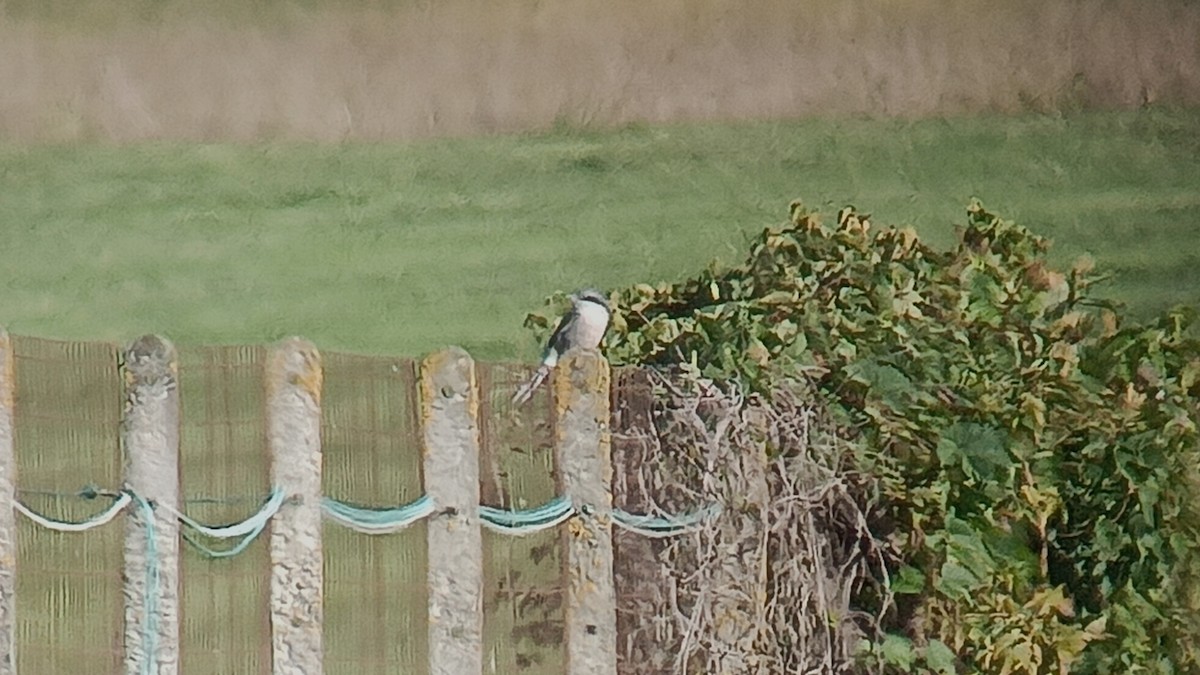 Iberian Gray Shrike - ML643093756