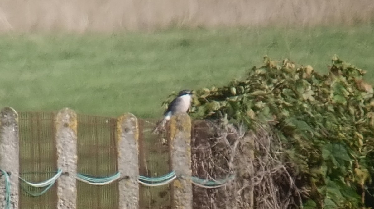 Iberian Gray Shrike - ML643093764