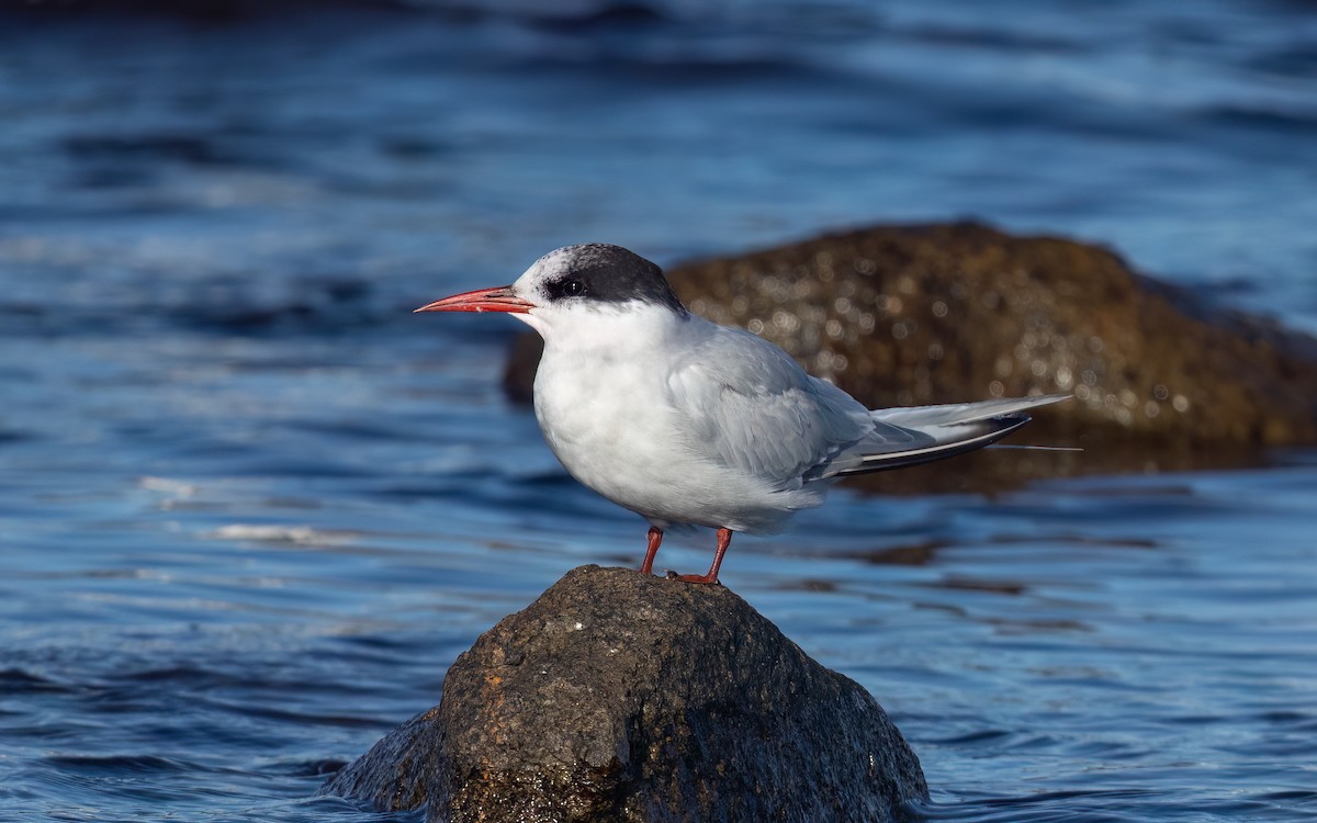 Antarctic Tern - ML643093765