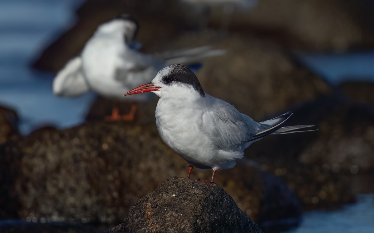 Antarctic Tern - ML643093778