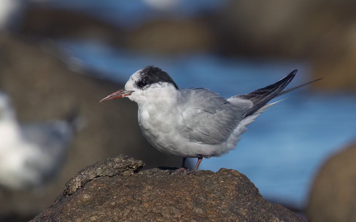 Antarctic Tern - ML643093784