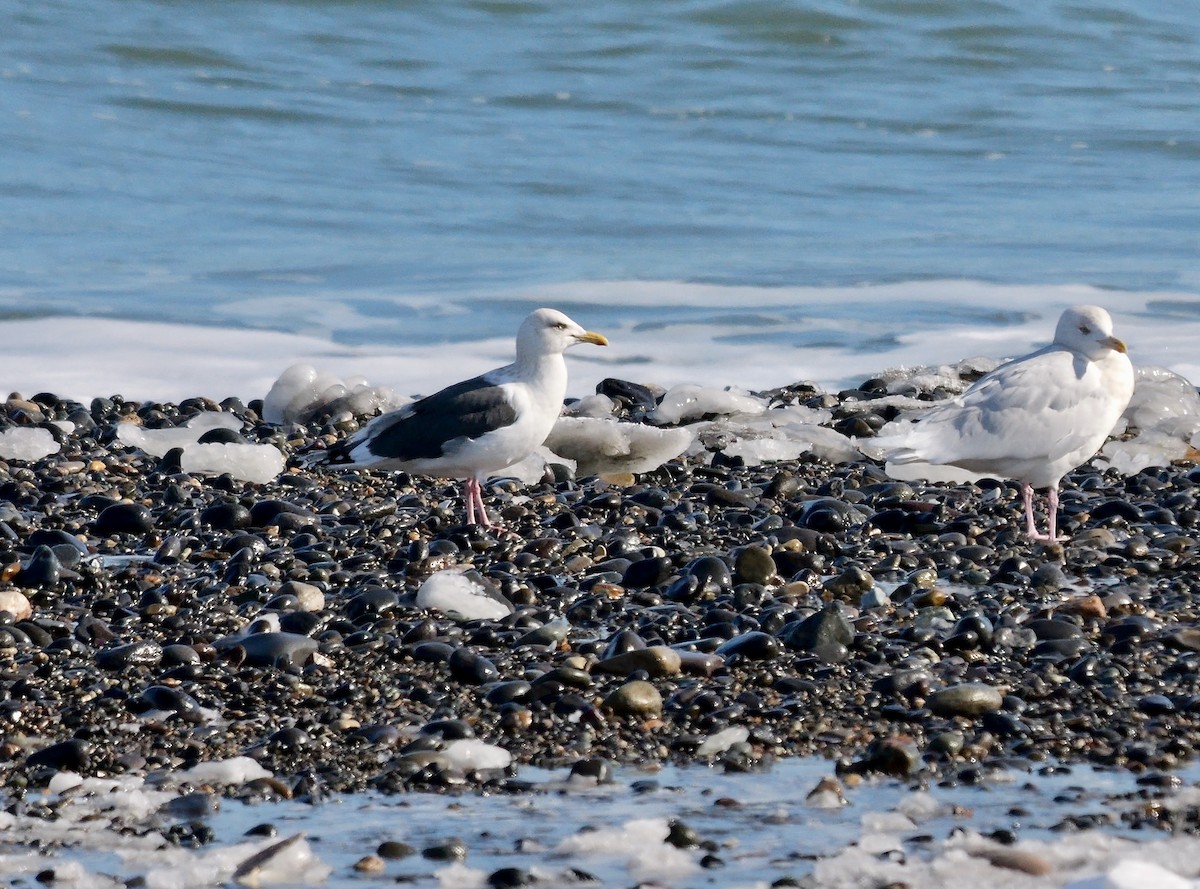 オオセグロカモメ - ML643093793