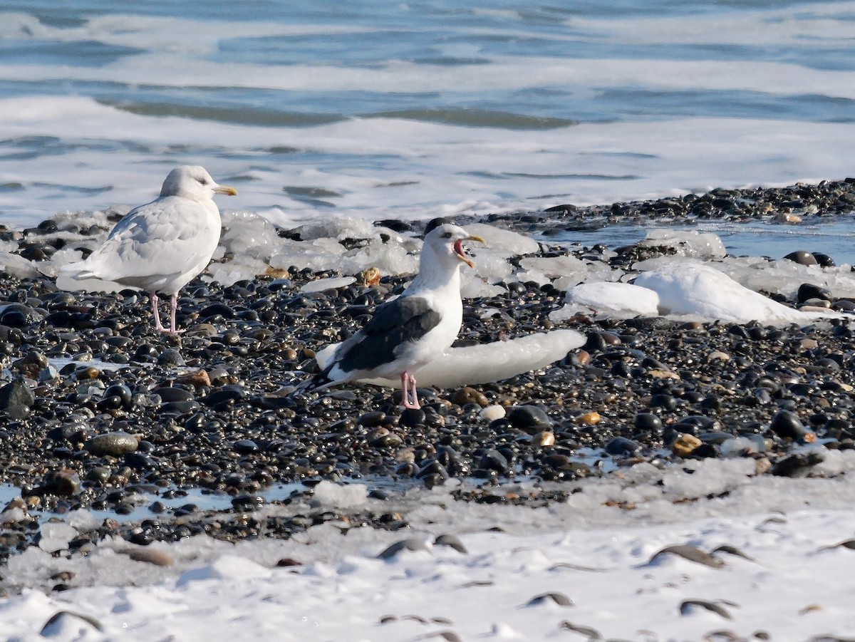 オオセグロカモメ - ML643093794