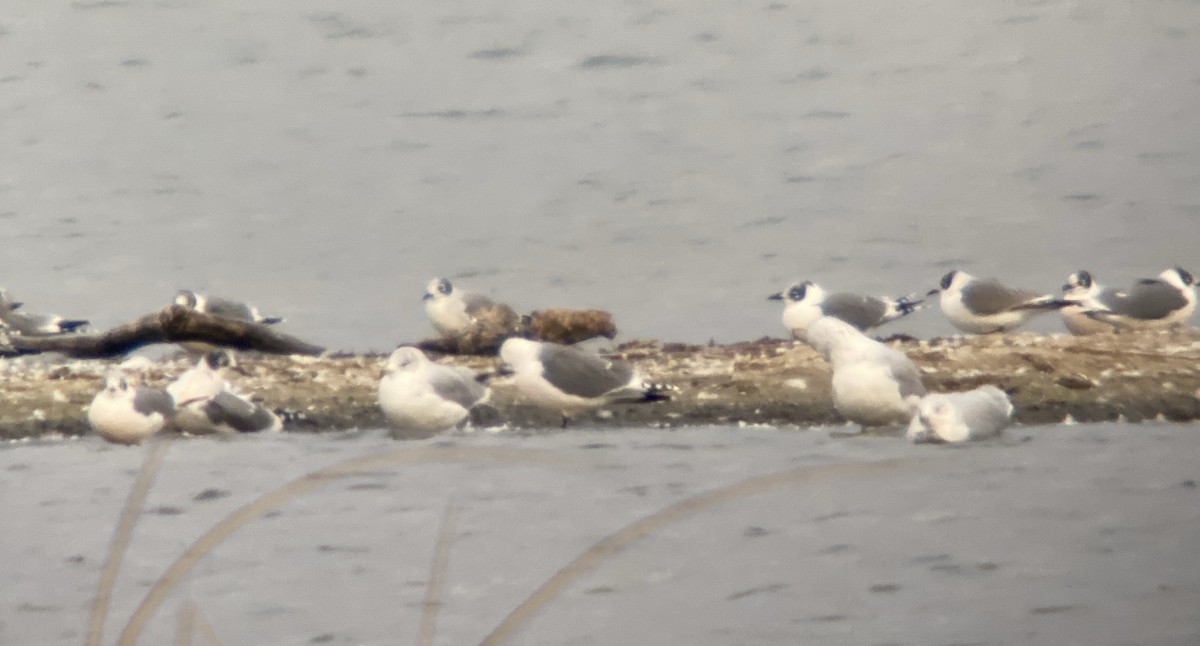 Franklin's Gull - ML643093795