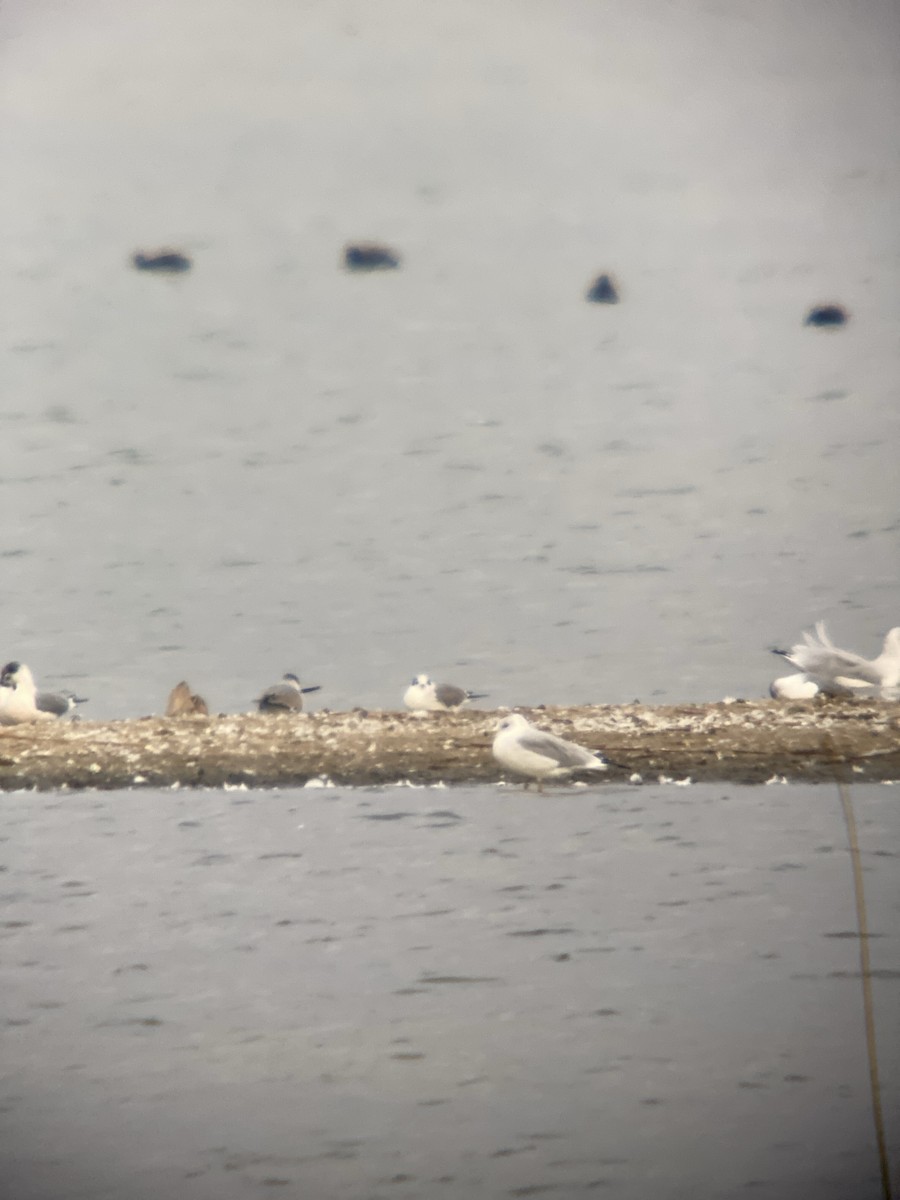 Franklin's Gull - ML643093796