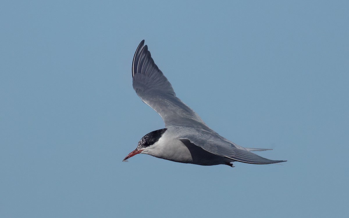 Antarctic Tern - ML643093817