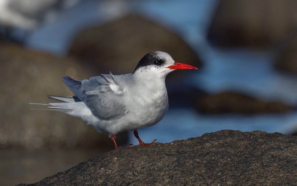 Antarctic Tern - ML643093818