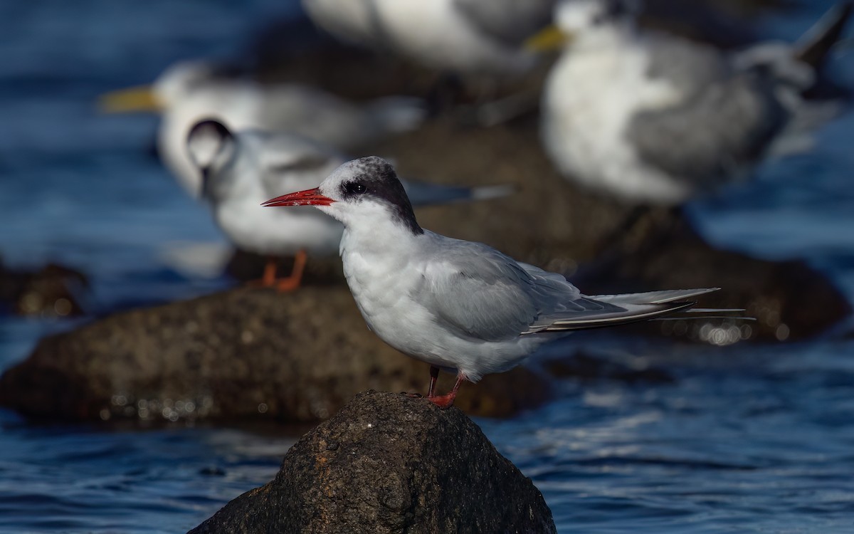 Antarctic Tern - ML643093819