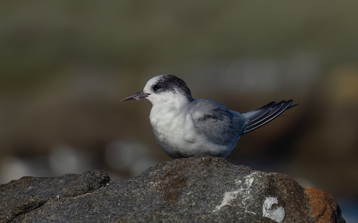 Antarctic Tern - ML643093820