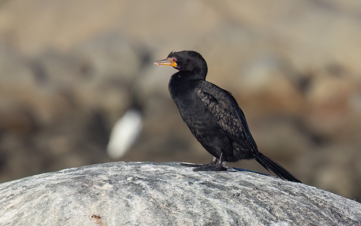Crowned Cormorant - ML643093833