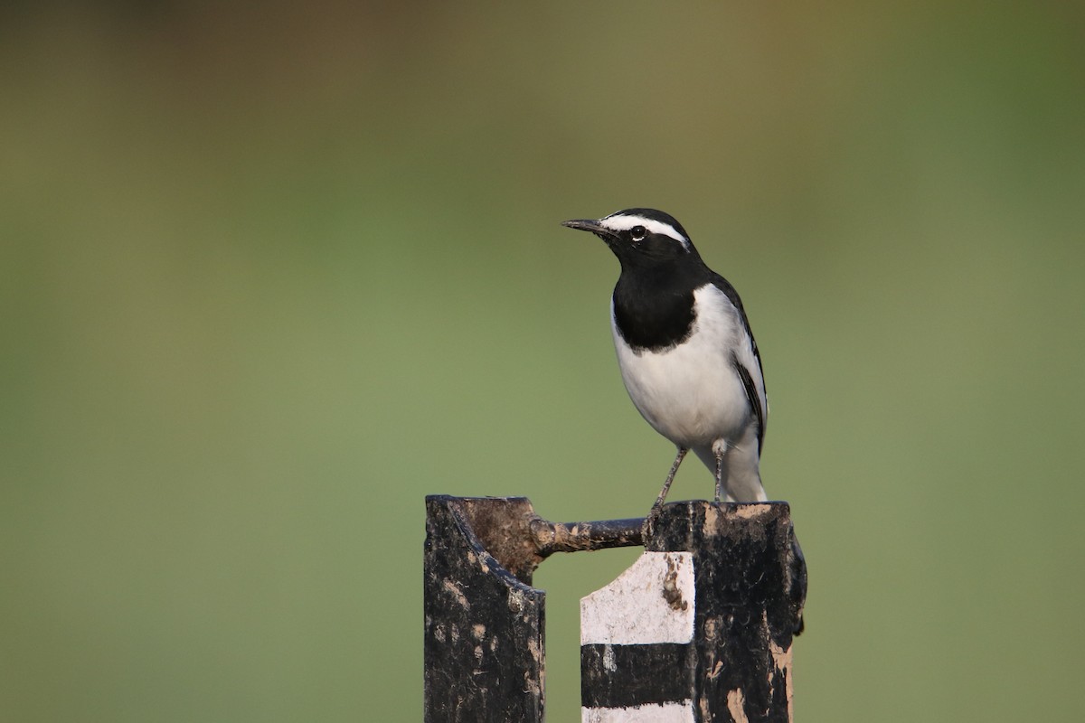 skjæreerle - ML643093839