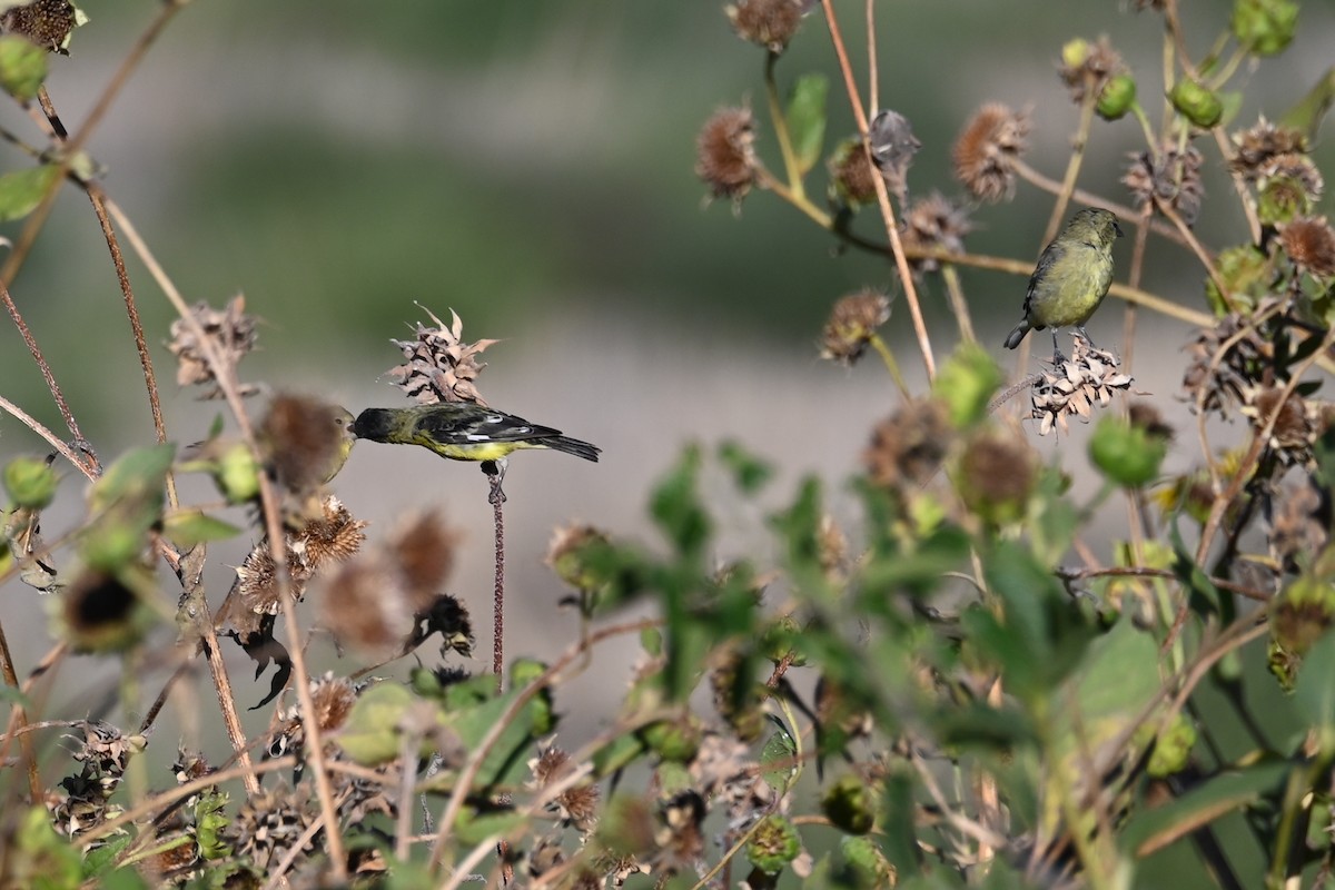 Lesser Goldfinch - ML643093847