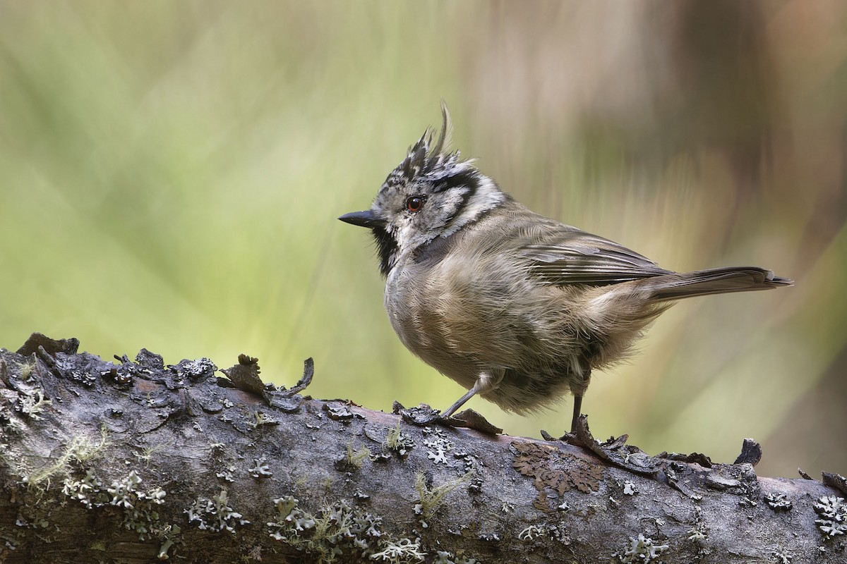 Crested Tit - ML643093855
