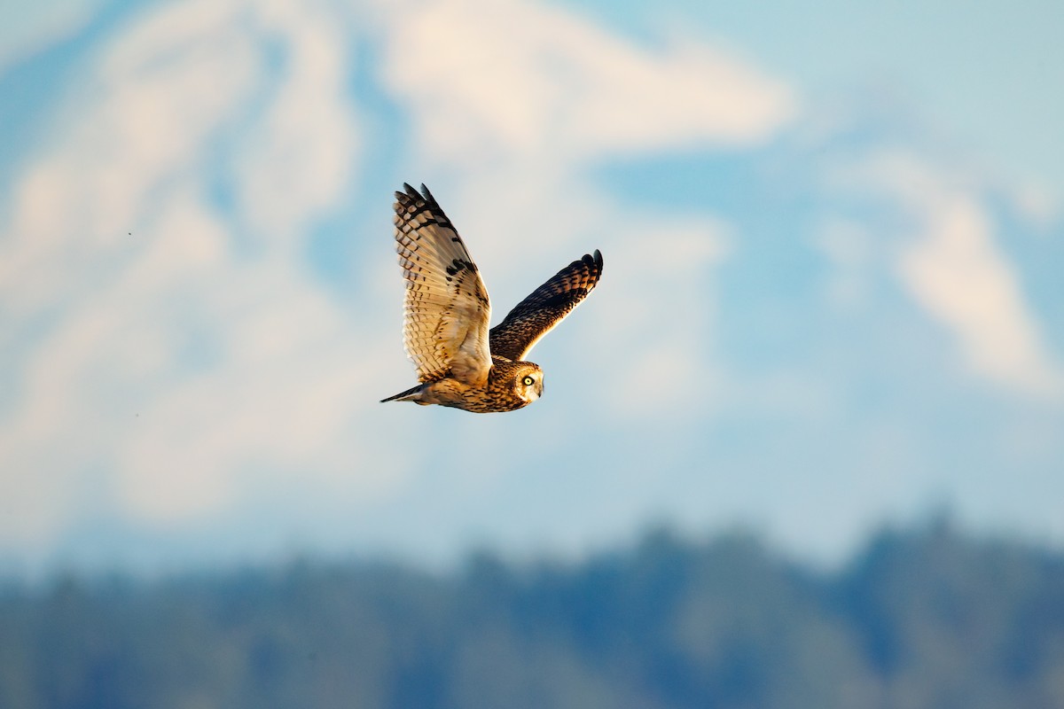 Short-eared Owl - ML643093861