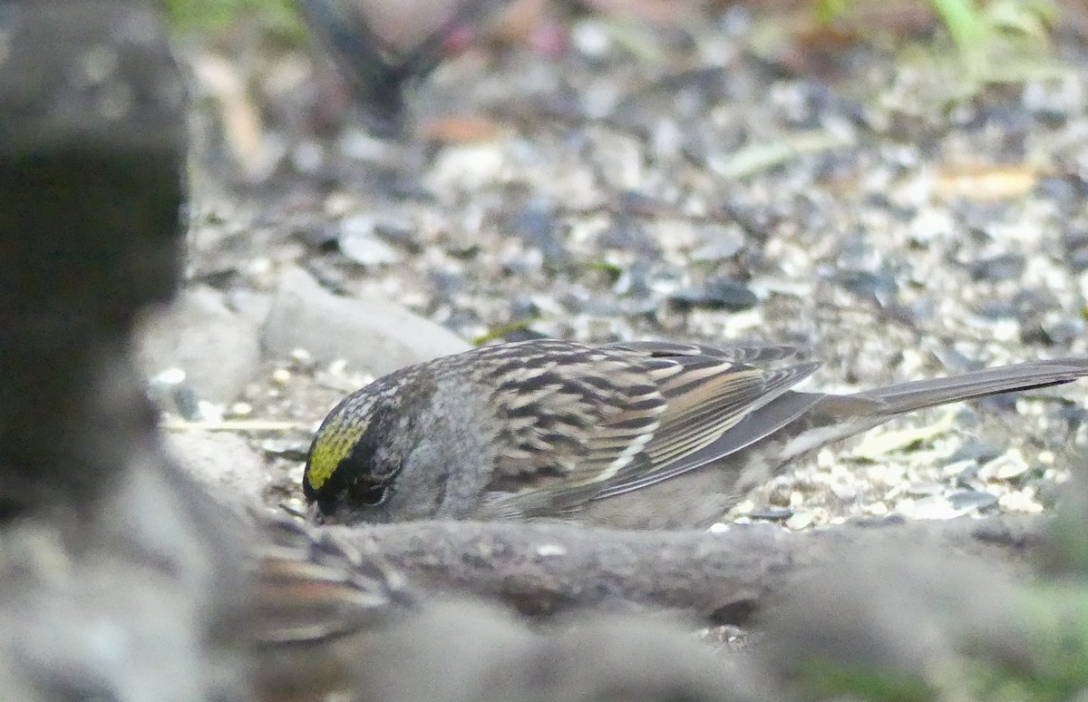 Bruant à couronne dorée - ML643093862