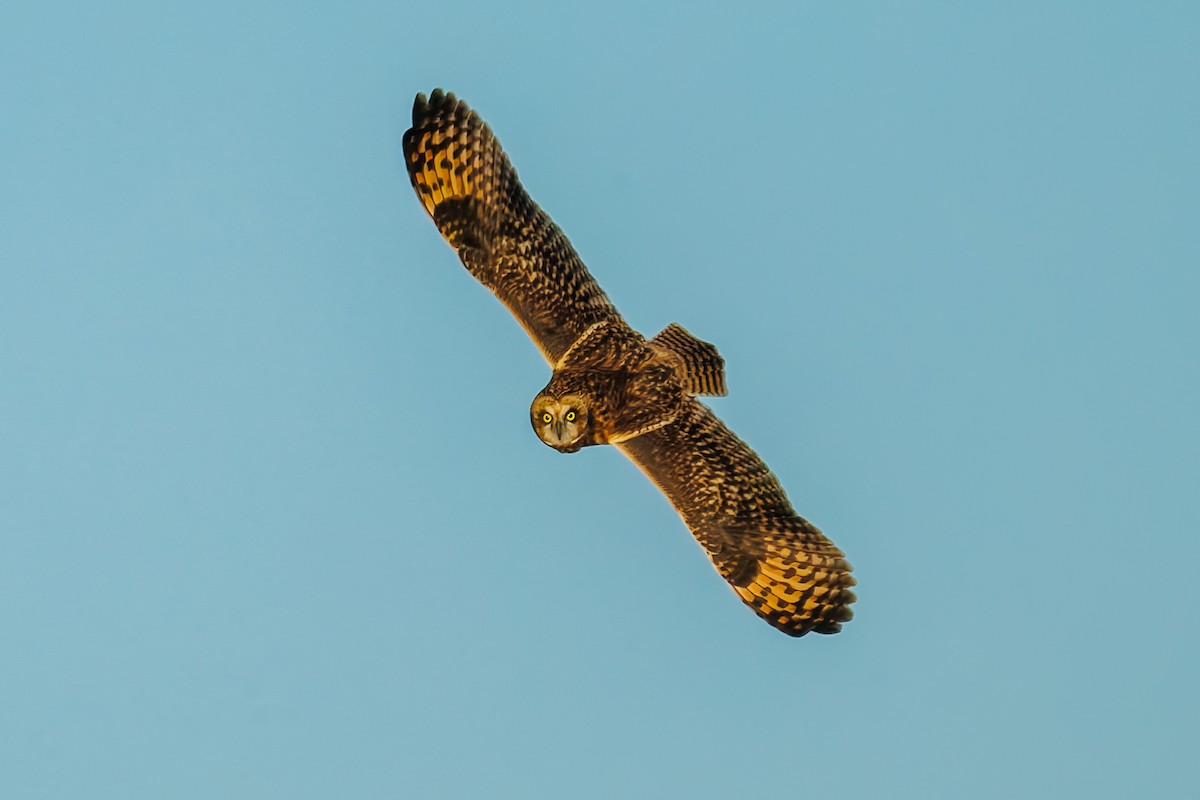 Short-eared Owl - ML643093864