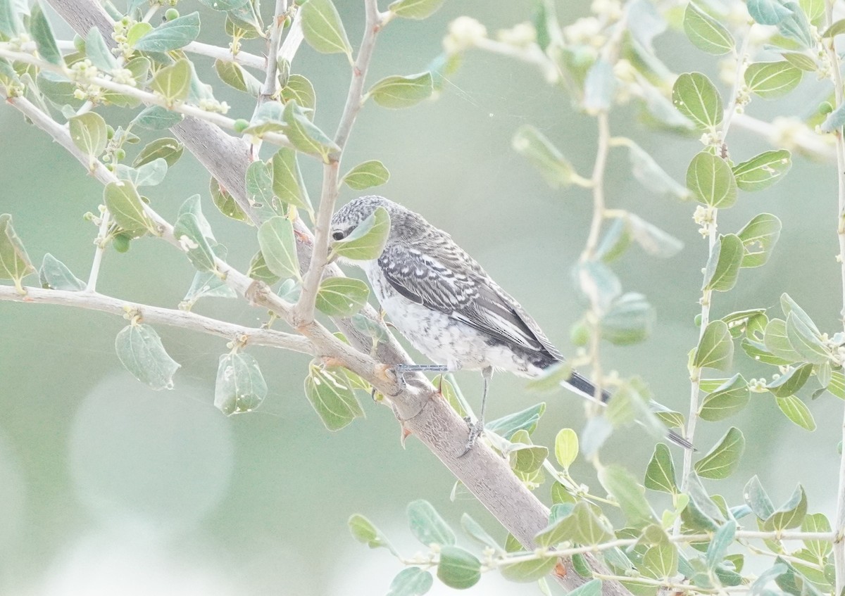 Averla mascherata - ML643093883