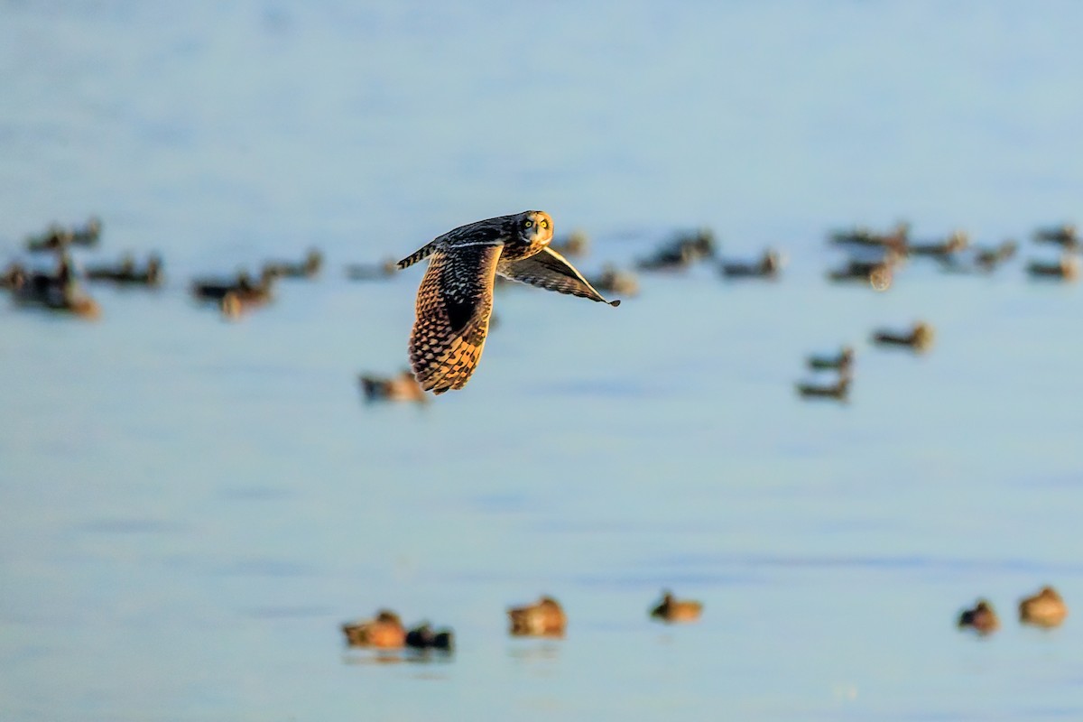 Short-eared Owl - ML643093884