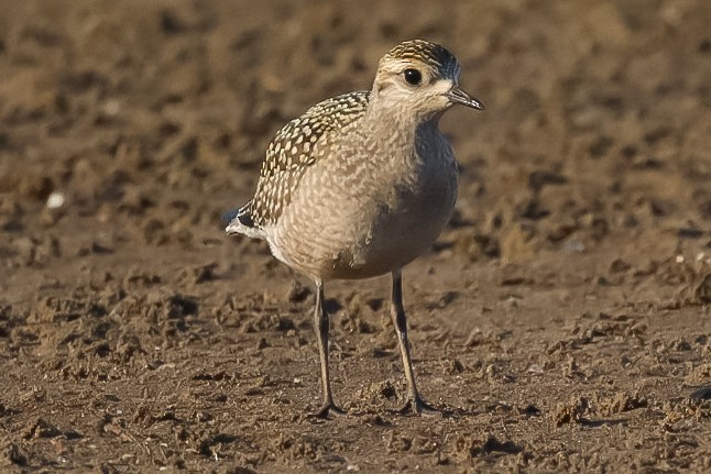 kulík hnědokřídlý - ML643093897