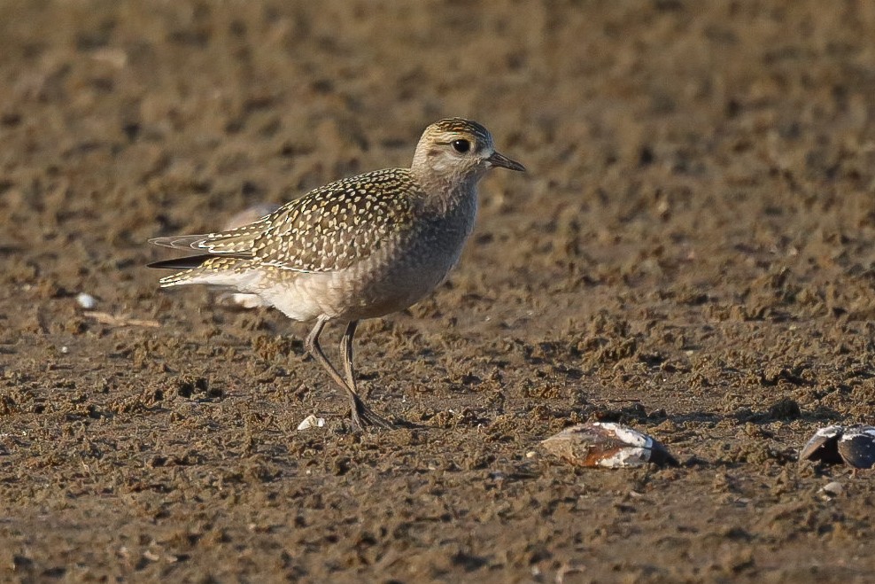 kulík hnědokřídlý - ML643093898