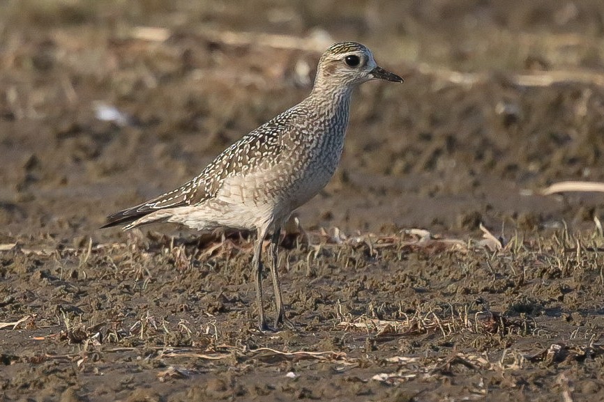 kulík hnědokřídlý - ML643093899