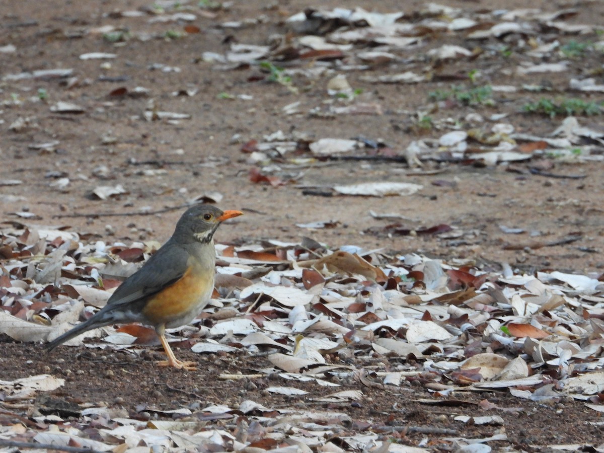 Kurrichane Thrush - ML643093909