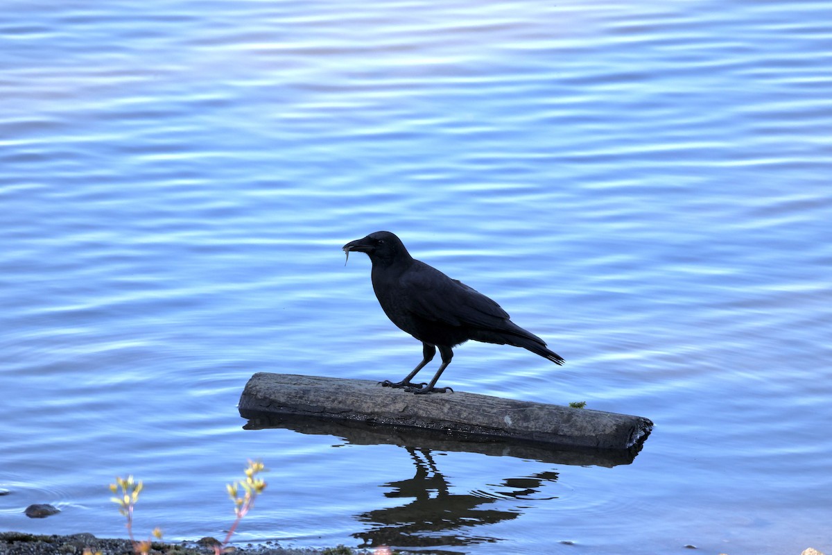 アメリカガラス - ML643093929