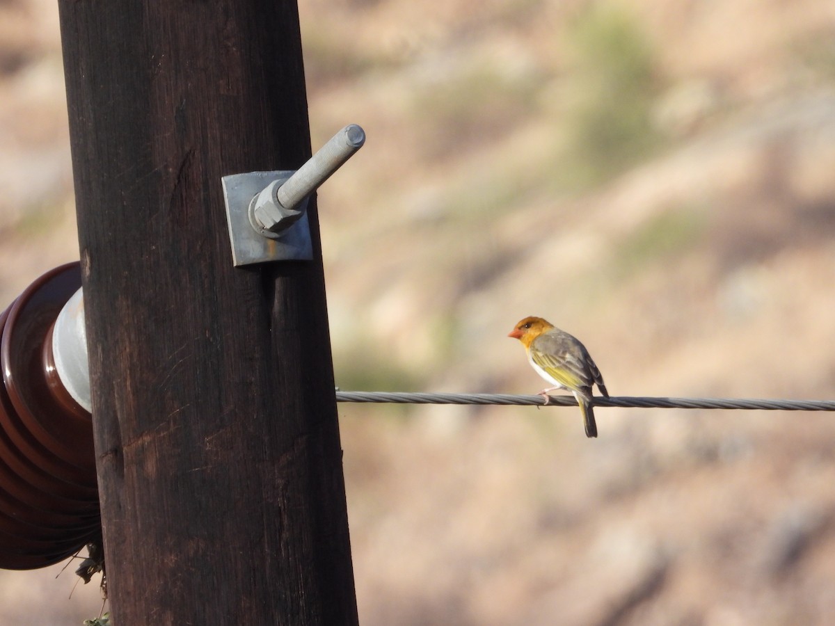Red-headed Weaver - ML643093932